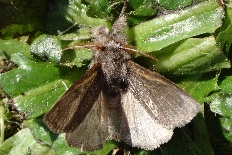 Acraea vidua - Rotschwanz (Streckschwanz, Streckfuß, Buchen-Streckfuß)